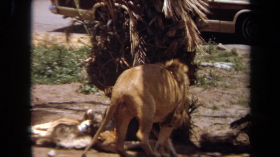 1971 Laguna Hills frame with a male lion pacing near a lioness on the ground, palm trunk overhead and a parked vehicle behind.