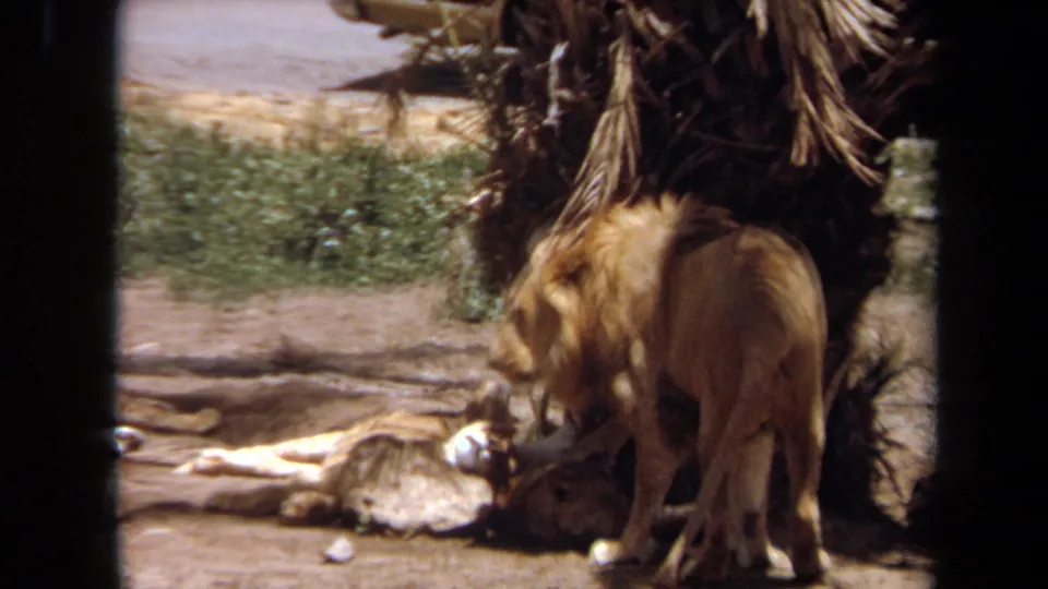 1971 Laguna Hills 8mm frame showing the male lion close to the reclining lioness, with palm trunk, dirt ground, and low greenery visible.