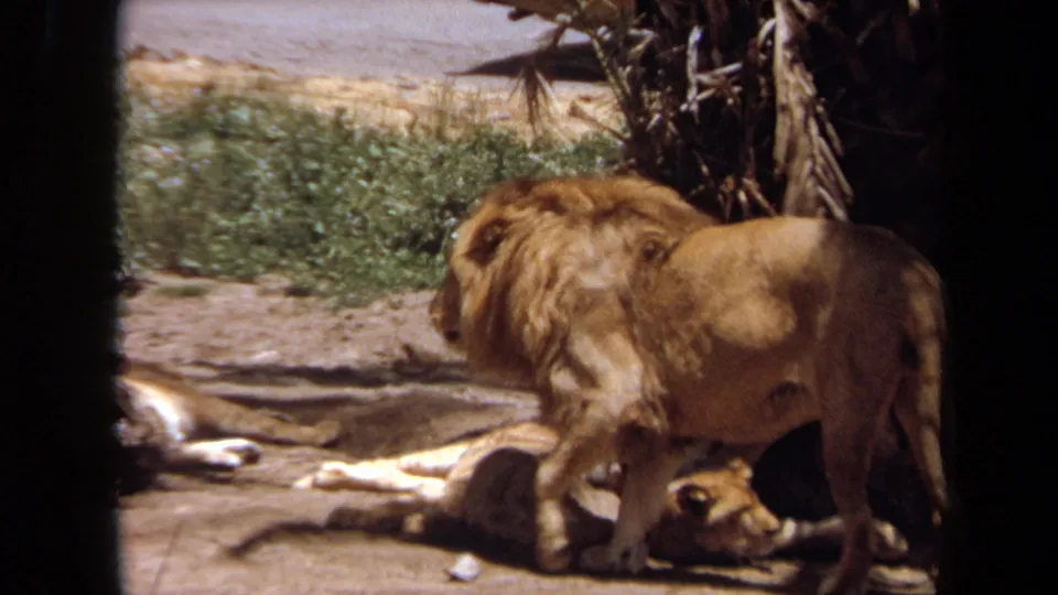 1971 Laguna Hills frame of a male lion beside a resting lioness, framed by dark bars with palm fronds and enclosure ground visible.