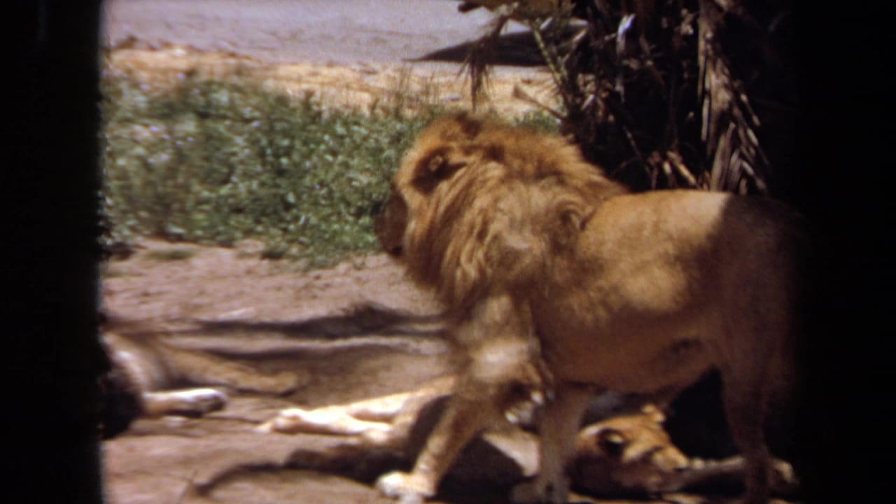 1971 Laguna Hills 8mm frame showing a maned male lion walking beside resting lionesses in a zoo-like enclosure.