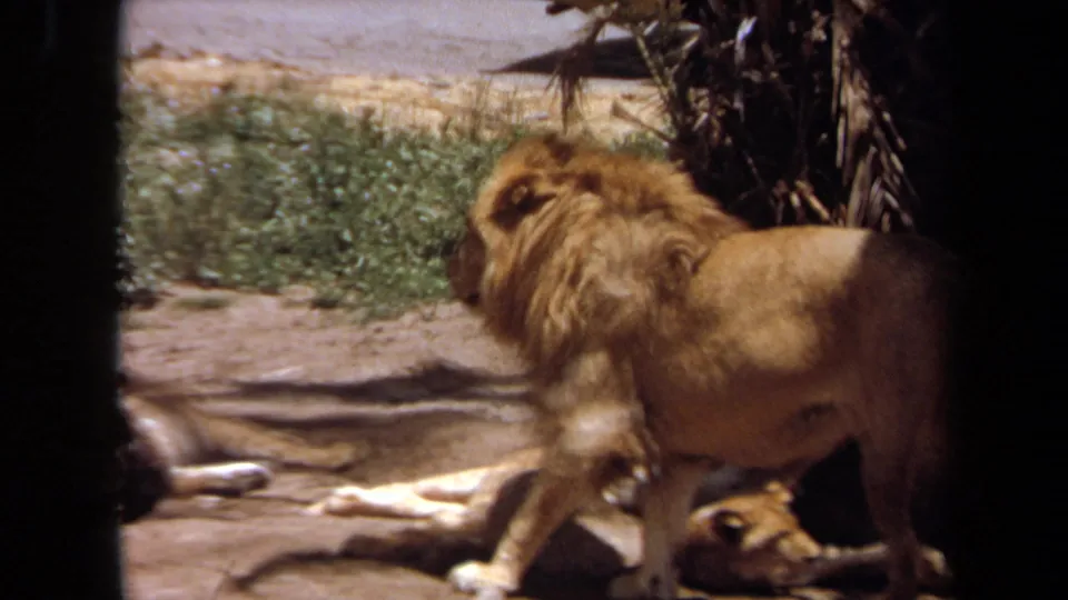 1971 Laguna Hills 8mm frame showing a maned male lion walking beside resting lionesses in a zoo-like enclosure.