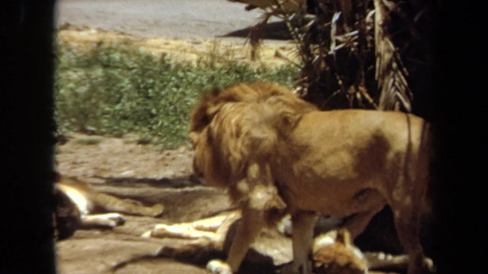 1971 Laguna Hills frame of a male lion paused near reclining lionesses, seen through dark edges of the film frame or barrier.