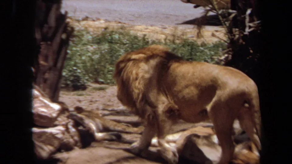 1971 Laguna Hills 8mm still showing a maned lion walking through a sunlit enclosure with rocks, logs, and planting behind him.