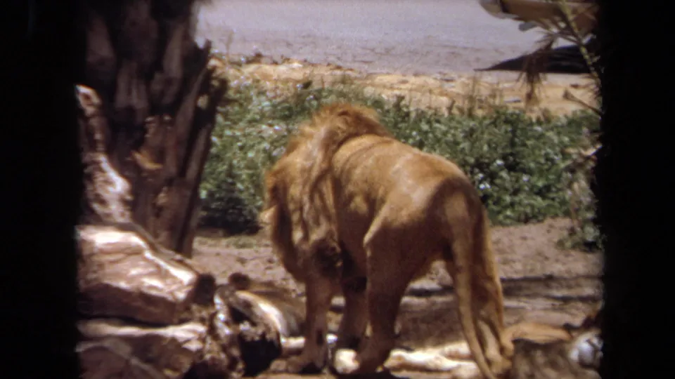 1971 Laguna Hills frame showing the rear view of a maned lion near a log and planted border in a zoo-style enclosure.