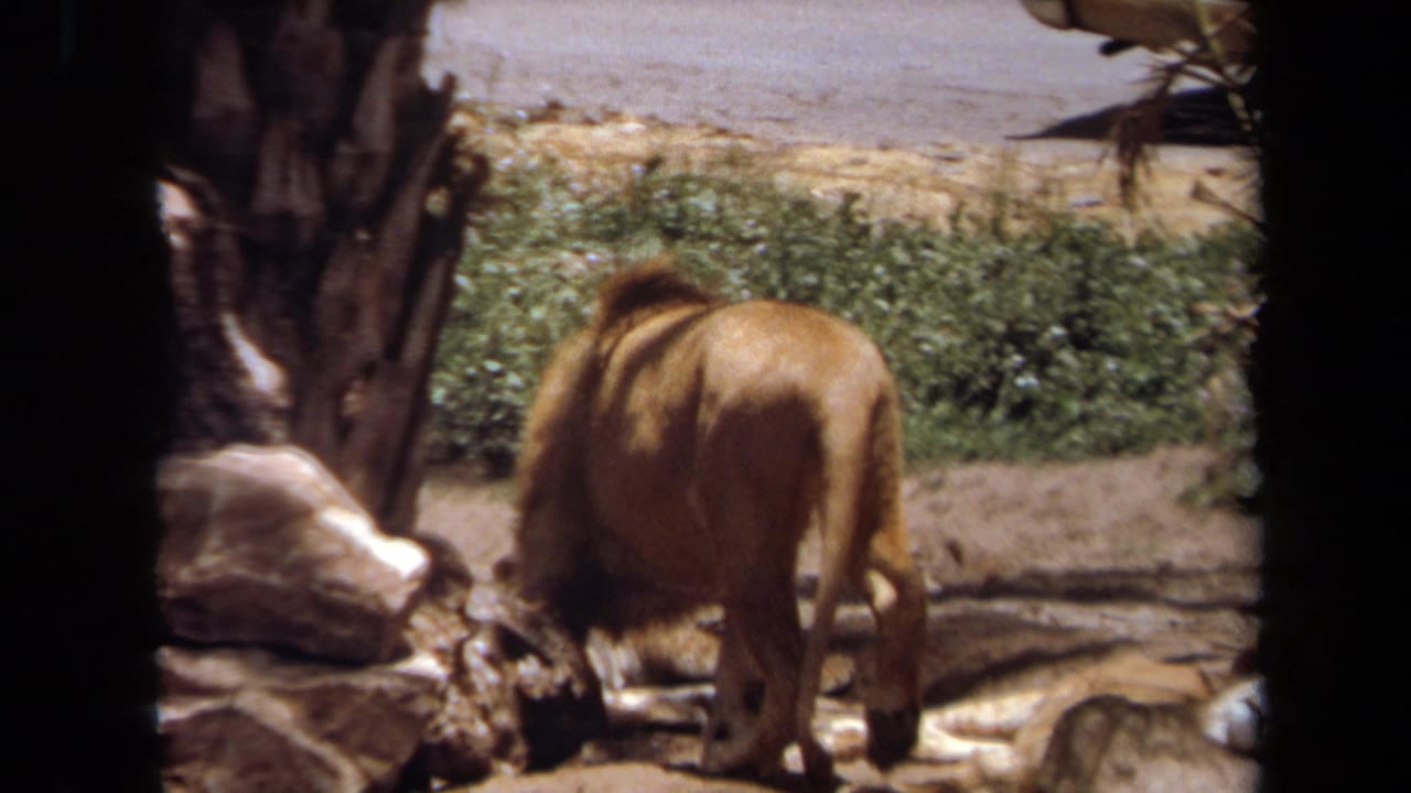 Male lion in a Laguna Hills, California enclosure, filmed on 8mm in 1971 from a shaded visitor viewpoint.