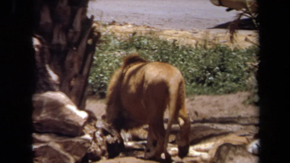 Male lion in a Laguna Hills, California enclosure, filmed on 8mm in 1971 from a shaded visitor viewpoint.