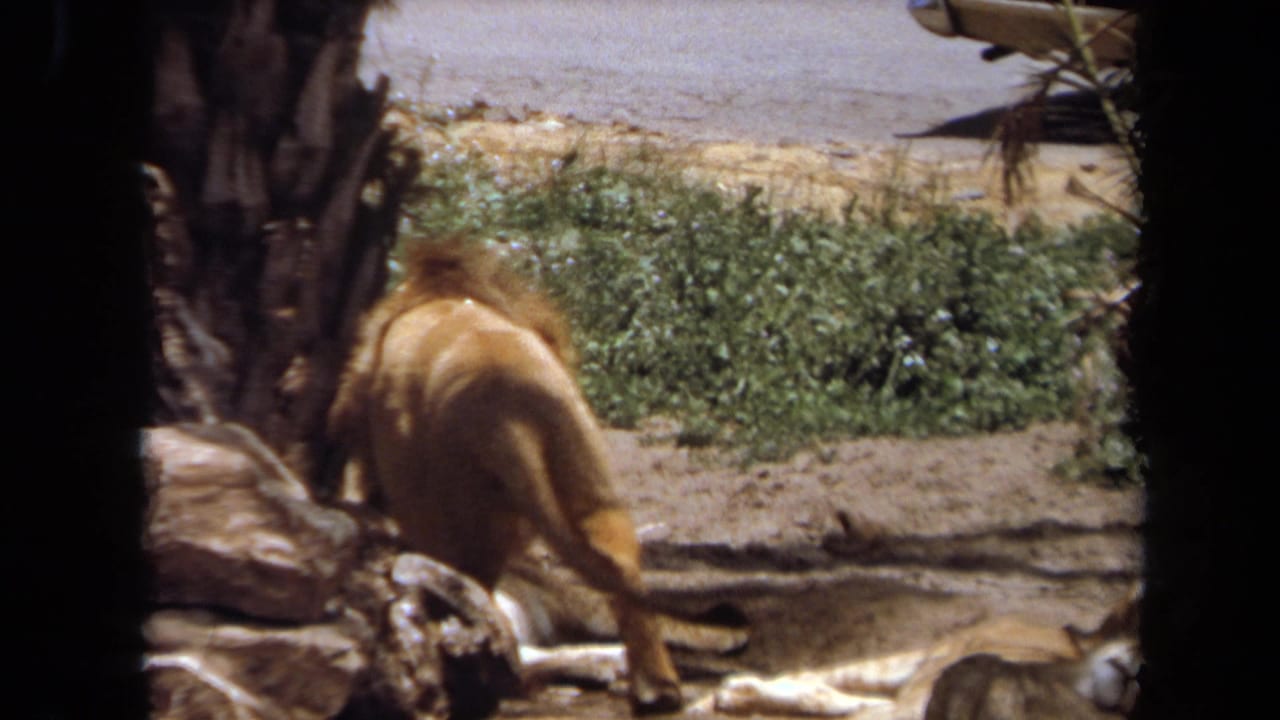 Lion turns away near rocks and greenery inside an outdoor enclosure.
