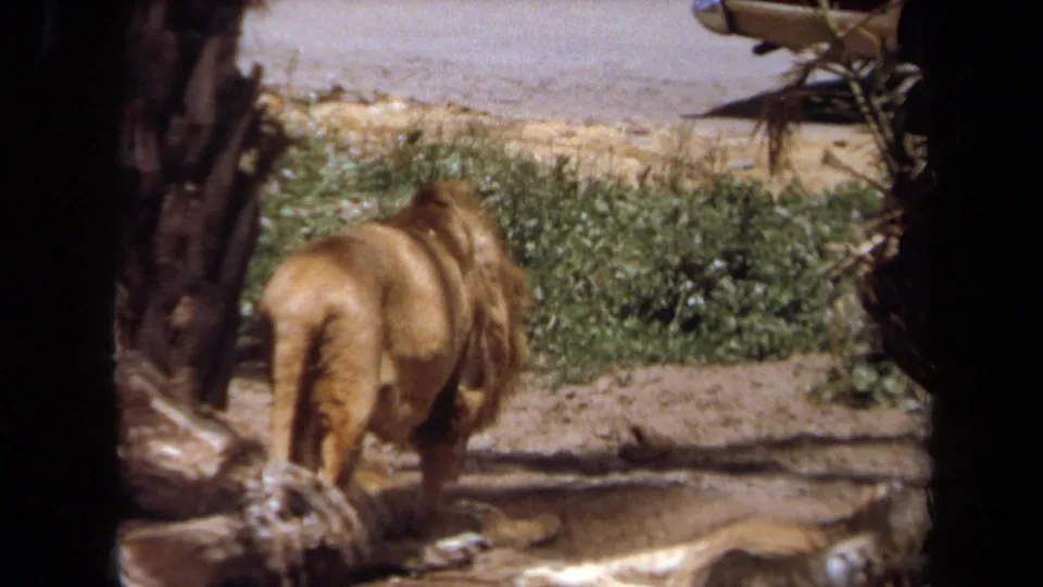 Rear view of the lion walking across a sunlit enclosure in the Laguna Hills 8mm home movie.