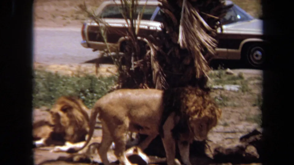 Lion near palm trunks with a 1970s station wagon in the background, supporting the period setting.