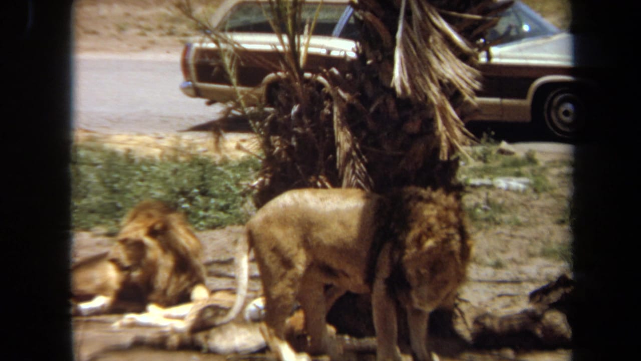 1971 Laguna Hills zoo footage showing lions near a palm tree, with a station wagon visible beyond the enclosure.
