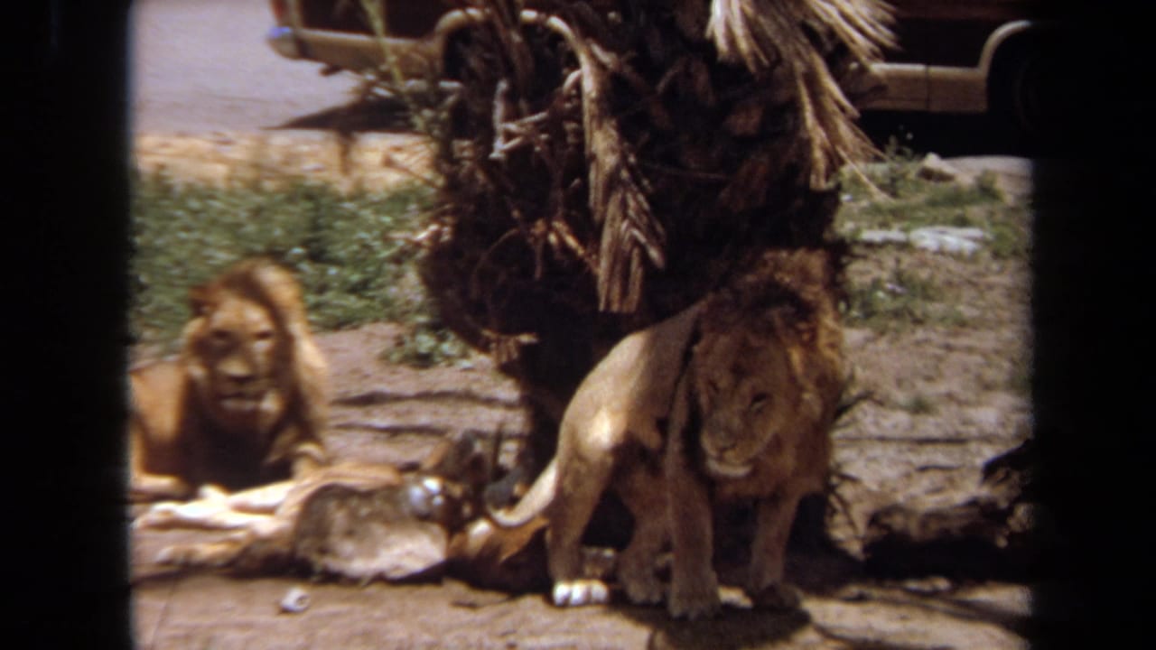 A seated male lion faces forward while another lion rests behind it near a palm tree.