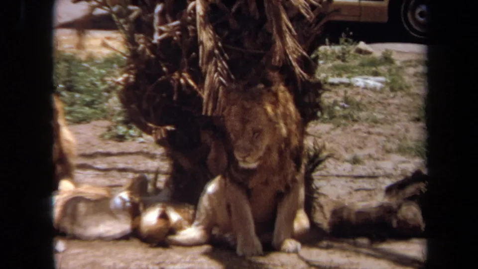 The 8mm frame centers a male lion under a small palm tree, with enclosure ground and a partial resting lion at the edge.
