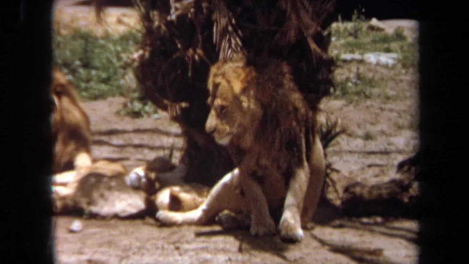 A male lion stands in profile beside the small palm tree in the Laguna Hills zoo enclosure, with another lion resting behind it.