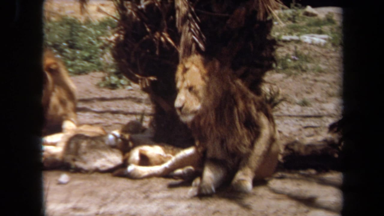 1971 Laguna Hills 8mm frame showing a maned male lion seated near resting lionesses beside a palm trunk in a zoo enclosure.