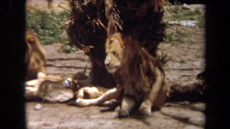 1971 Laguna Hills 8mm frame showing a maned male lion seated near resting lionesses beside a palm trunk in a zoo enclosure.