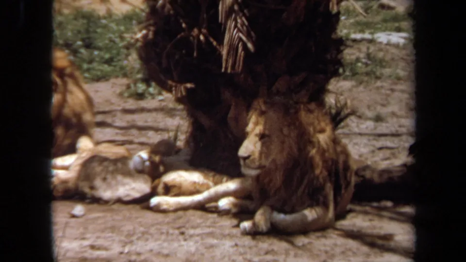 1971 Laguna Hills 8mm frame of a male lion lying with lionesses nearby, seen through a dark foreground barrier in a zoo setting.