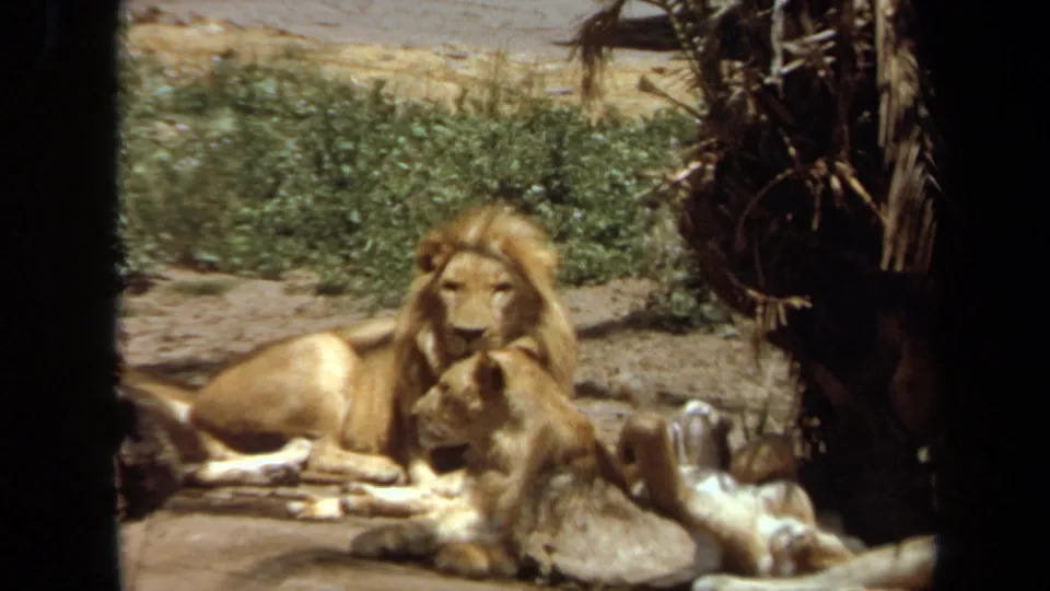 1971 Laguna Hills 8mm frame showing a reclining male lion with lionesses resting close by in a sunlit zoo enclosure.