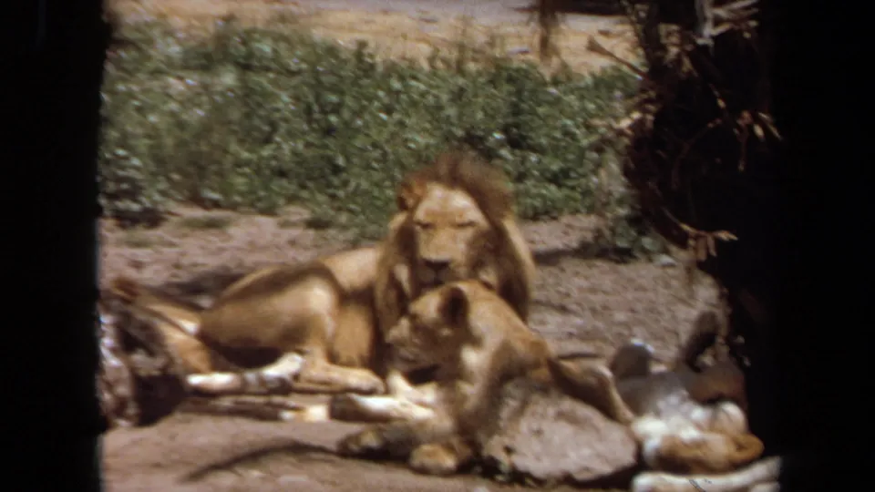 1971 Laguna Hills 8mm frame of a male lion resting with lionesses nearby, viewed through dark foreground framing in a zoo enclosure.