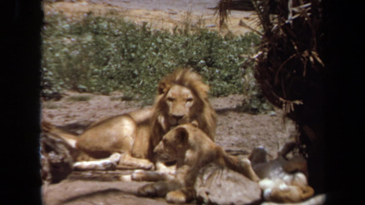 Male lion resting beside a smaller lion in a sandy enclosure with shrubs behind them.