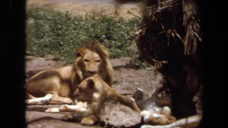 1971 Laguna Hills 8mm frame with a maned lion and smaller lion resting near logs, shrubs, and shaded enclosure plants.