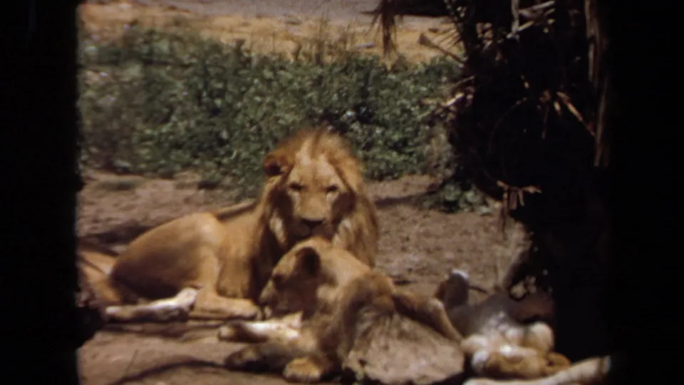Soft 8mm frame from Laguna Hills in 1971 showing a male lion behind a smaller resting lion in a planted sandy enclosure.