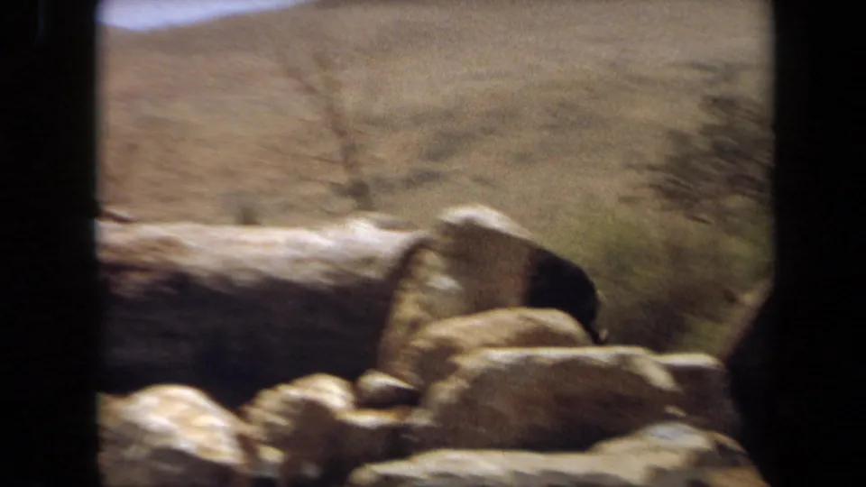1971 Laguna Hills 8mm frame with a chimpanzee beside large pale rocks under bright light, seen through dark vertical foreground obstructions.