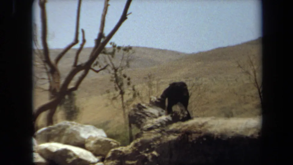 1971 Laguna Hills 8mm frame showing a chimpanzee on a rock ledge, with bare branches, pale stones and dry hills in the background.