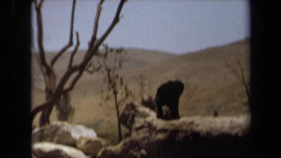 1971 Laguna Hills 8mm frame of a chimpanzee bending on a rock ledge in an arid landscape with sparse trees and distant hills.