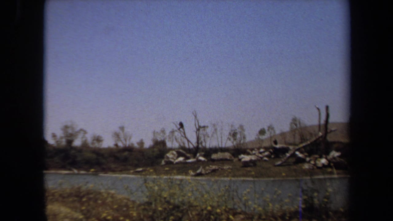 Pond edge with pale birds, rocks, bare trees, and a dry hillside beyond.