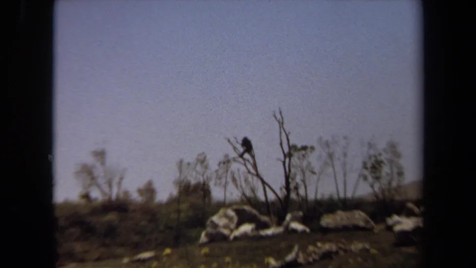 1971 Laguna Hills 8mm frame with a dark primate-like animal in a bare tree above rocks, scrub, and a dry outdoor landscape.