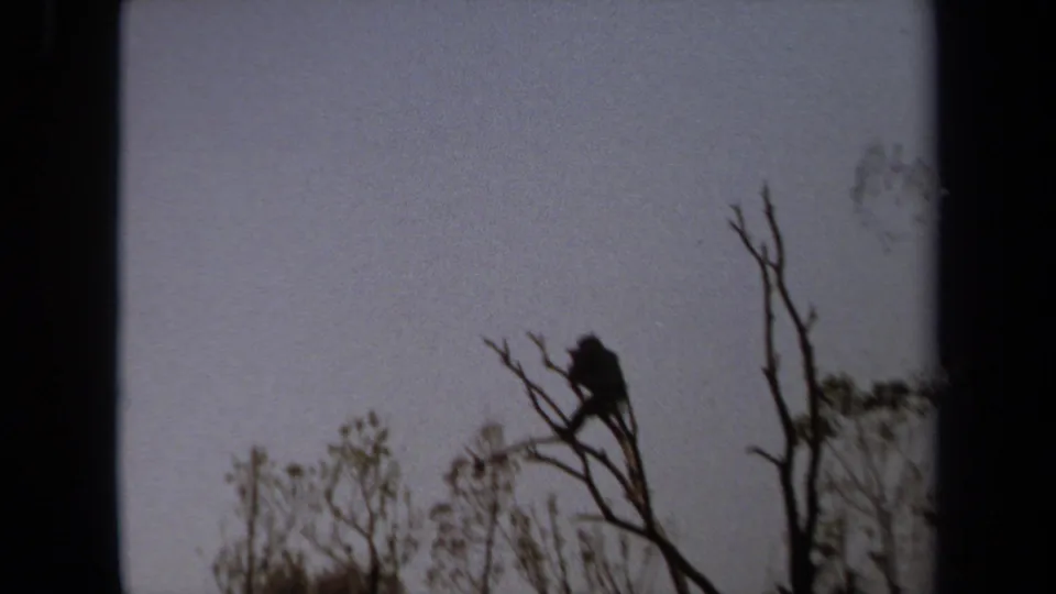 1971 Laguna Hills 8mm frame showing a dark perched bird or small animal on bare branches, with sparse trees below and pale sky behind.