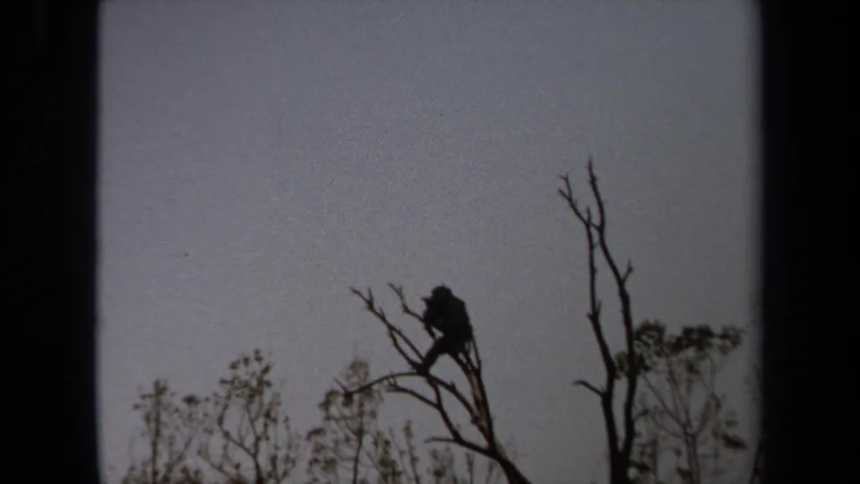1971 Laguna Hills 8mm frame with a dark perched bird or small animal on a leafless branch near a taller bare tree and sparse vegetation.
