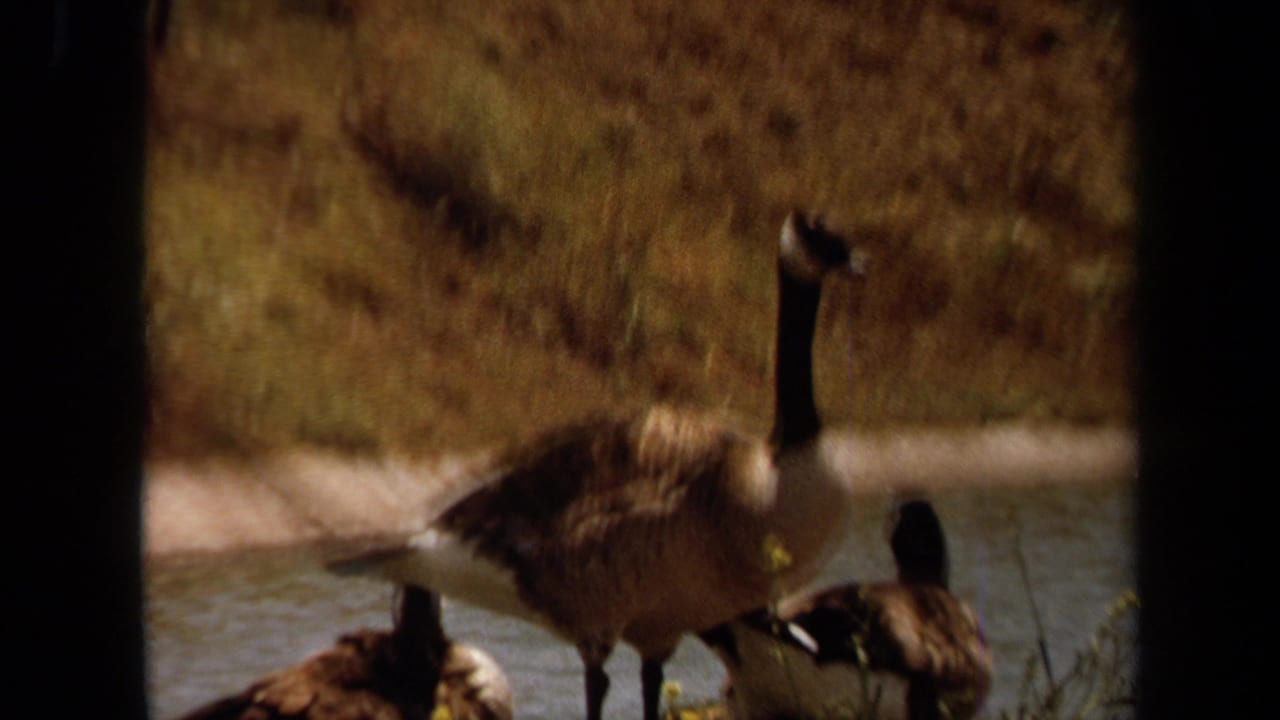 Canada geese stand and rest beside a pond, with one adult goose prominent in the foreground.