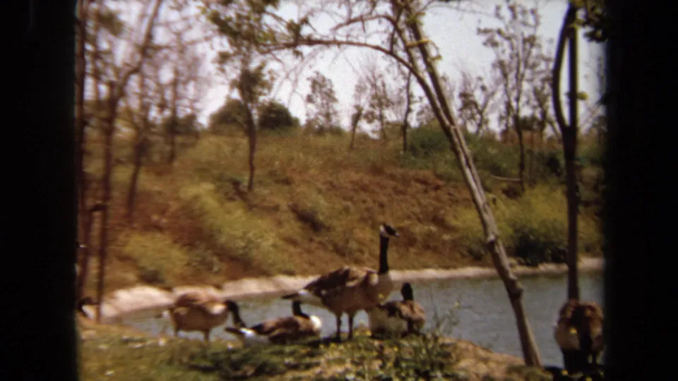 1971 Laguna Hills 8mm frame showing a small group of Canada geese on the pond shore, with calm water, dry grass, sparse trees, and hillside vegetation behind them.