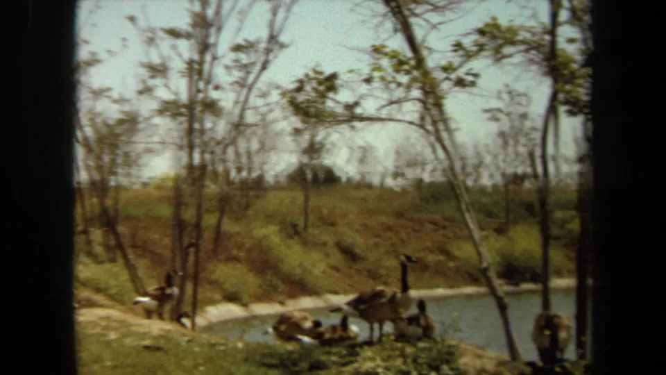Wider 1971 8mm view in Laguna Hills of Canada geese resting near pond water, framed by thin trees, grassy shore, hillside vegetation, and soft home-movie color.