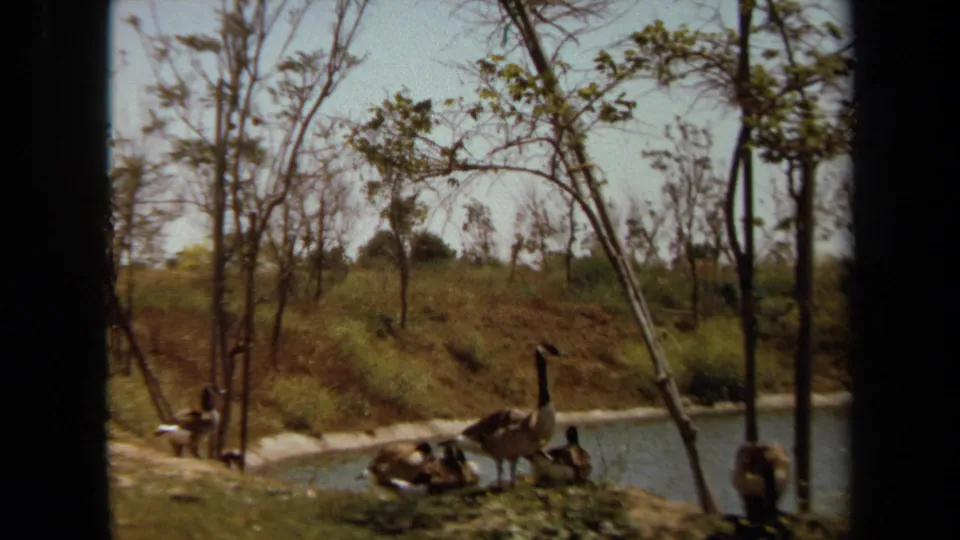 1971 Laguna Hills home-movie frame of Canada geese along a pond shore, with one upright adult near the water and others resting below sparse trees.