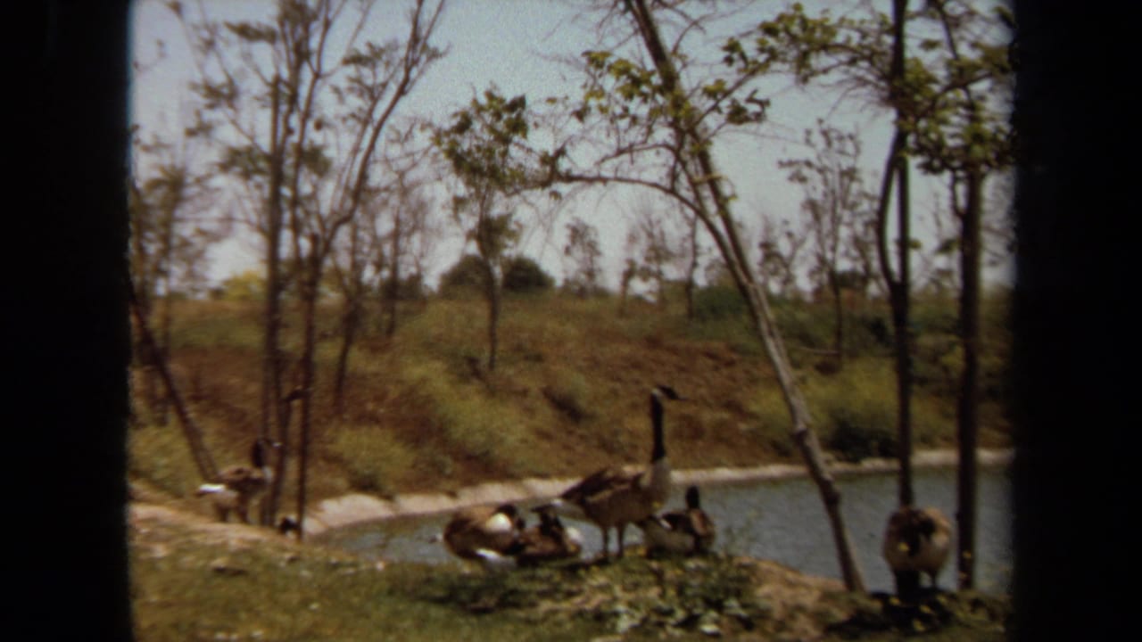 1971 Laguna Hills 8mm frame showing waterfowl beside a pond, with bare trees, grass, and a calm park-like shoreline.