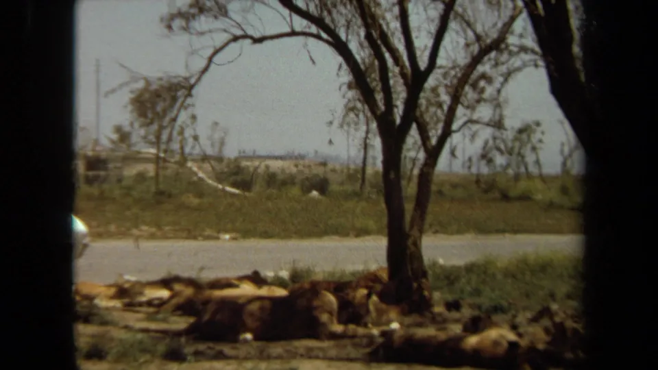 1971 Laguna Hills 8mm frame showing lions resting under a tree near a paved road, viewed from a visitor vehicle perspective.