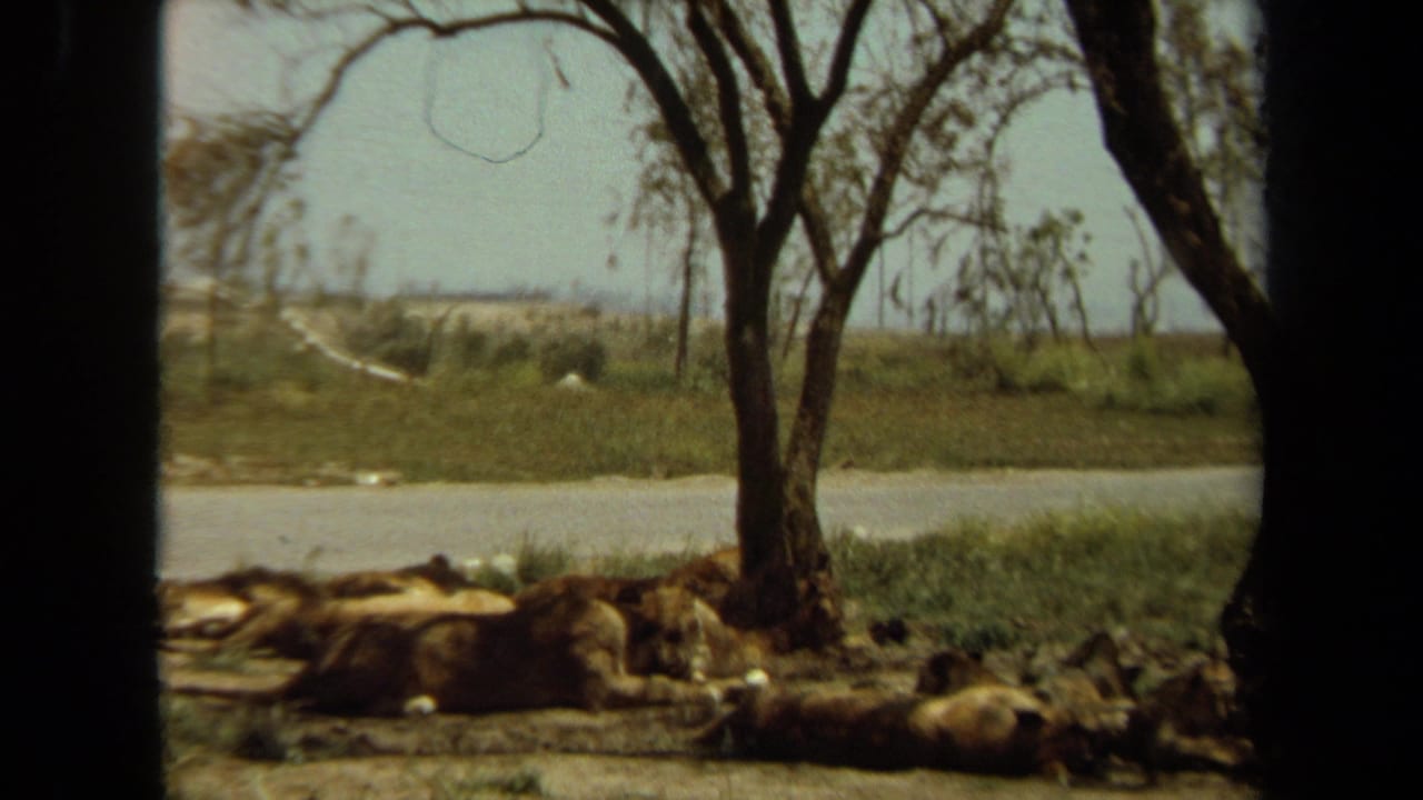 1971 Laguna Hills 8mm frame showing lions lying in shade beneath trees near a park road.