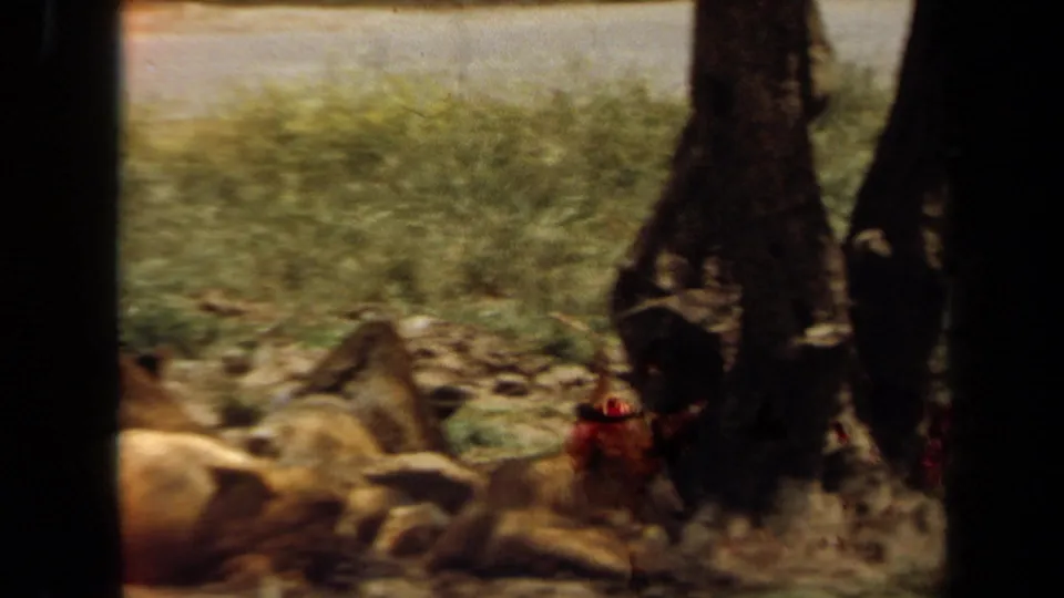Soft 8mm frame from Laguna Hills showing lions resting near a tree in a managed habitat.