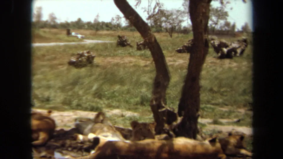 1971 Laguna Hills frame with resting lions in front and a car on the visitor road beyond.