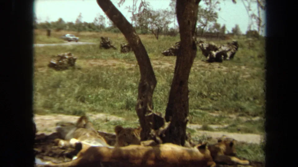 Laguna Hills 1971 8mm frame showing lions at the tree base and a car beyond the habitat.