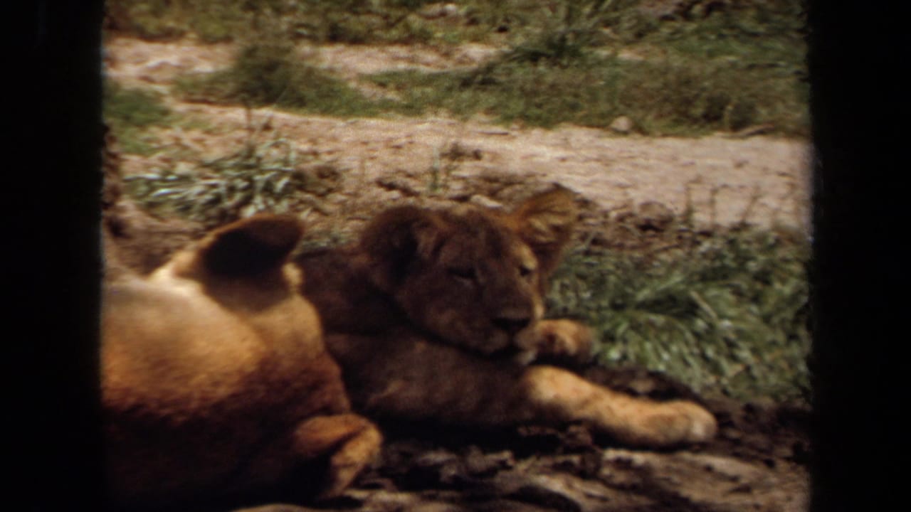 Lions rest on dirt and grass near a tree, seen through dark vertical framing.