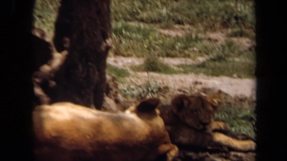 1971 Laguna Hills 8mm frame of lions reclining beneath trees in a wildlife enclosure, partially obscured by dark framing.