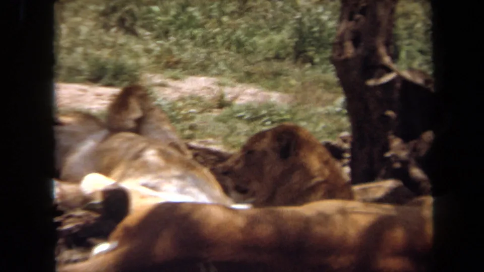 1971 Laguna Hills home-movie frame showing a small group of lions resting together in a shaded enclosure.