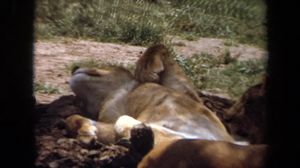 1971 Laguna Hills 8mm frame with resting lions seen from behind in a shaded wildlife enclosure beside grass and a pale path.