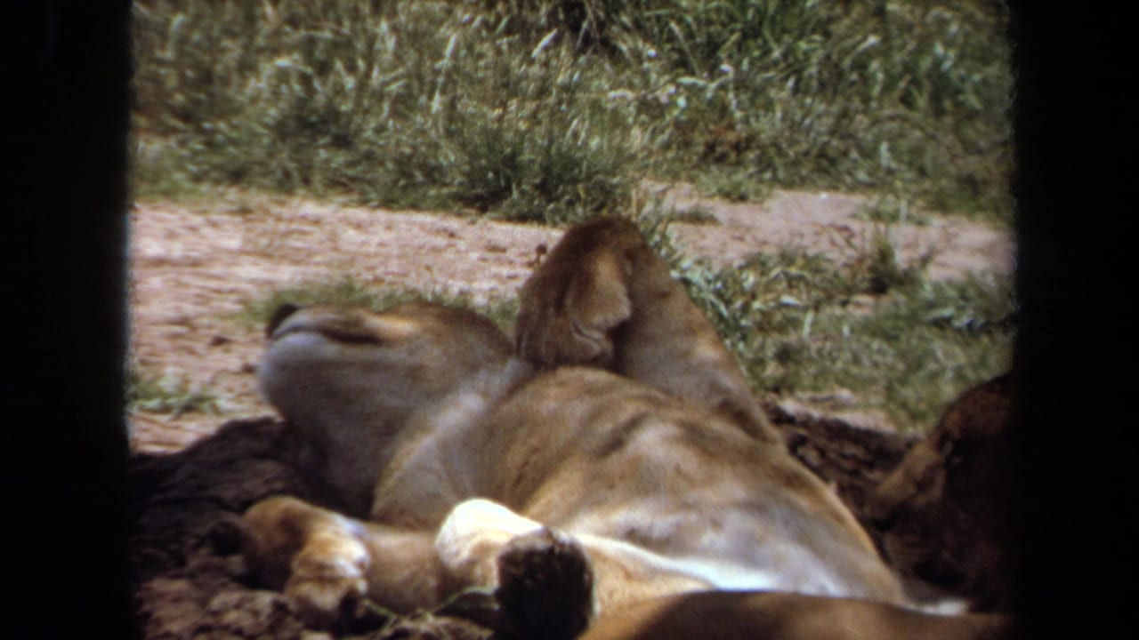 A lioness rests on her back in a sunlit enclosure in Laguna Hills, California, in 1971 8mm home-movie footage.