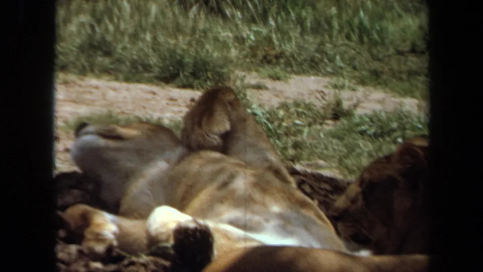 The 1971 Laguna Hills footage holds on a reclining lioness inside a fenced wildlife enclosure, viewed from a vehicle.