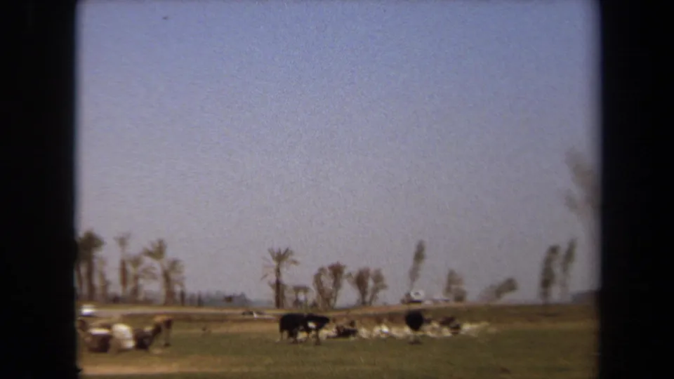 Wide 1971 8mm view of animals in an open grassy enclosure with sparse trees and a hazy sky, filmed from a moving vehicle.
