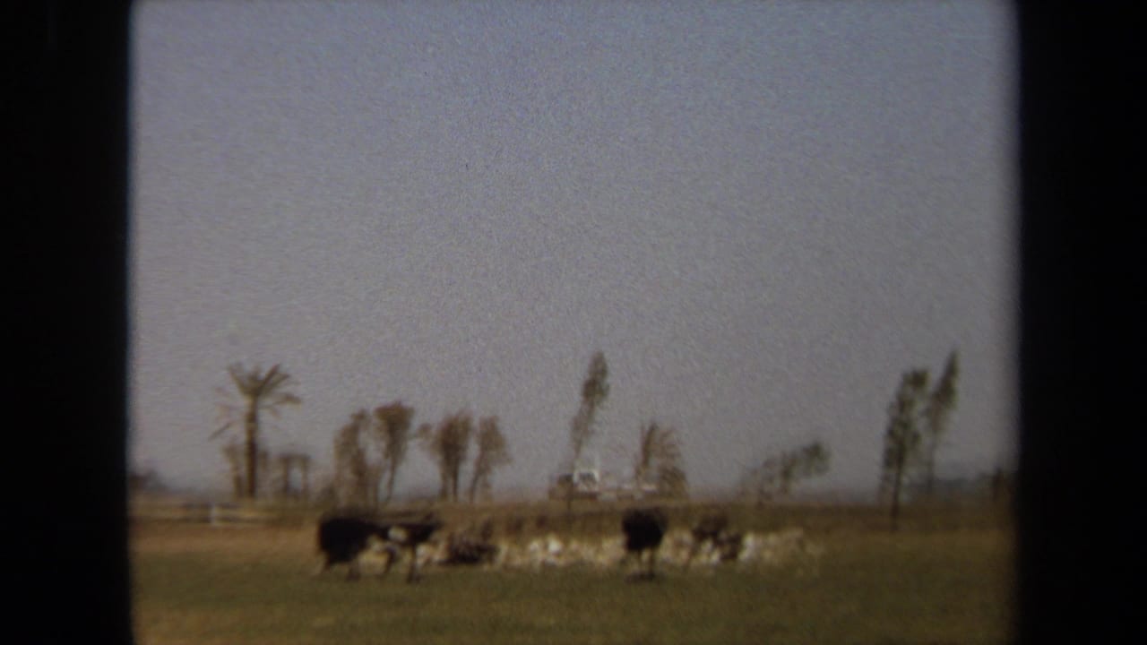 1971 Laguna Hills 8mm frame showing large birds grazing in an open field with palms and a small white vehicle in the distance.